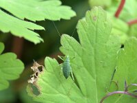 Leptophyes punctatissima 35, Struiksprinkhaan, Saxifraga-Tom Heijnen