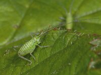 Leptophyes punctatissima #07276 : Leptophyes punctatissima, Speckled bush-cricket, Struiksprinkhaan, Nimf