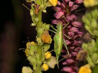 Meconema meridionale 4, Zuidelijke boomsprinkhaan, Saxifraga-Tom Heijnen