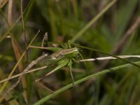 Metrioptera bicolor 5, Lichtgroene sabelsprinkhaan, male, Saxifraga-Paul Westrich