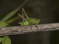 Metrioptera bicolor 7, Lichtgroene sabelsprinkhaan, male, Saxifraga-Paul Westrich