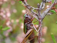 Metrioptera brachyptera 2, Heidesabelsprinkhaan, Saxifraga-Mark Zekhuis