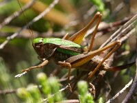 Metrioptera brachyptera 4, Heidesabelsprinkhaan, Saxifraga-Rudmer Zwerver