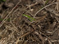 Metrioptera brachyptera 6, Heidesabelsprinkhaan, female, Saxifraga-Paul Westrich