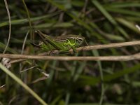 Metrioptera brachyptera 7, Heidesabelsprinkhaan, female, Saxifraga-Paul Westrich