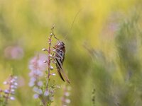 Bog Bush cricket  Bog Bush-cricket (Metrioptera brachyptera) perched on heath in natural habitat : Beißschrecke, China, Decticelle, Kurzflüglige, animal, arthropod, background, bog, brachyptera, bristle, britain, brown, bruyères, bush, bush-cricket, close, close-up, closeup, cricket, des, france, germany, grass, grasshopper, green, heidesabelsprinkhaan, herb, insect, invertebrate, italy, leaf, macro, metrioptera, mongolia, mustache, mustachioed, nature, orthoptera, poland, russia, scandinavia, short, siberia, spikelet, sweden, tettigoniidae, uk, up, wild, winged
