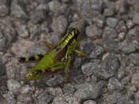 Miramella alpina 4, Groene bergsprinkhaan, Saxifraga-Paul Westrich