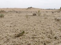 Myrmeleotettix maculatus 10, Knopsprietje, Saxifraga-Mark Zekhuis