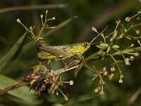 Omocestus viridulus 3, Wekkertje, male, Saxifraga-Paul Westrich