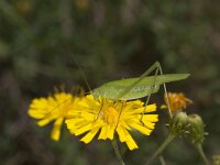 Phaneroptera falcata 12, female, Sikkelsprinkhaan, Saxifraga-Paul Westrich