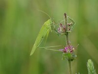Phaneroptera falcata 3, Sikkelsprinkhaan, Saxifraga-Jaap Bouwman