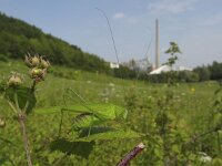 Phaneroptera falcata 9, Sikkelsprinkhaan, Saxifraga-Rob Felix : Animalia, Arthropoda, Insecta, Orthoptera, animal, arthropod, dier, dieren, geleedpotige, geleedpotigen, grasshopper, insect, insecten, krekel, sprinkhaan, sprinkhanen en krekels