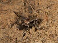 Pholidoptera griseoaptera 3, Bramensprinkhaan, male, Saxifraga-Paul Westrich