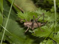 Pholidoptera griseoaptera 6, Bramensprinkhaan, female, Saxifraga-Paul Westrich