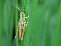 Pseudochorthippus parallelus 15, Krasser, Saxifraga-Tom Heijnen