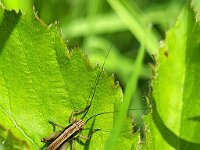 Roeseliana roeselii 4, Greppelsprinkhaan, Saxifraga-Ben Delbaere