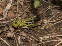 Stenobothrus lineatus 10, Zoemertje, female, Saxifraga-Paul Westrich