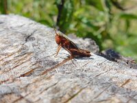 Stenobothrus lineatus 6, Zoemertje, Saxifraga-Ed Stikvoort