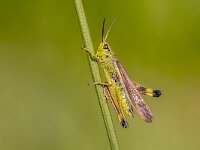Marsh grasshopper on grass stem  Rare marsh grasshopper (Stethophyma grossum) on horsetail (Equisetum arvense). A threatened insect species typical for marshland and swamp habitats and indicator for significant ecological value : abdomen, acrididae, animal, antenna, arthropods, arvense, background, biology, closeup, conservation, ecologically, ecology, entomology, equisetum, eye, fauna, grass, grasshopper, green, grossum, herbivorous, horsetail, image, insect, invertebrate, katydid, leg, life, light, locust, macro, marshland, moerassprinkhaan, natural, nature, orthoptera, pairing, plant, protected, rare, rest, scarce, sit, stethophyma, summer, swamp, threatened, wild, wildlife, wing