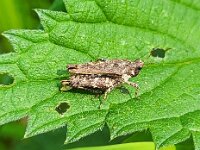 Tetrix undulata 7, Gewoon doorntje, Saxifraga-Ben Delbaere