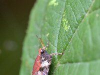 Tetrix undulata 8, Gewoon doorntje, Saxifraga-Tom Heijnen