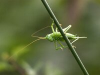 Tettigonia viridissima 7, Grote groene sabelsprinkhaan, Saxifraga-Luc Hoogenstein