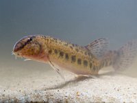 spotted weather loach resting  spotted weather loach (Cobitis taenia) resting on the bottom : Cobitidae, Cobitis, Cobitis taenia, animal, aqua, aquarium, aquatic, europe, european, exotic, fauna, fish, fishing, food, freshwater, lake, loach, marine, nature, object, ocean, pet, pond, river, silhouette, spined, spotted weather loach, sushi, swim, tank, themes, underwater, weather loach, wildlife