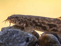 Stone loach resting on rocky bottom  Stone loach (Barbatula barbatula) is a species of fresh water ray-finned fish in the Nemacheilidae family : Netherlands, angling, animal, background, barbatula, barbatulus, barbel, barbus, beautiful, biology, catch, close, close-up, closeup, color, detail, ecology, europe, european, fauna, fish, fishing, food, france, fresh, freshwater, germany, head, hobby, italy, lake, light, loach, natural, nature, noemacheilus, pond, portrait, river, slovenia, stamp, stone, summer, uk, underwater, up, vintage, water, wild, wildlife