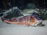 Chelidonichthys lucernus