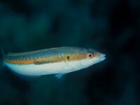 Coris julis, Rainbow Wrasse