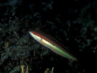 Coris julis 2, Regenbooglipvis, Saxifraga-Eric Gibcus