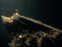 Cottus gobio 11, Rivierdonderpad, Saxifraga-Eric Gibcus