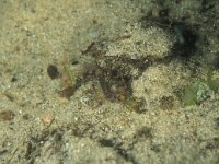 Cottus gobio 16, Rivierdonderpad, Saxifraga-Eric Gibcus