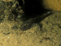 Cottus gobio 4, Rivierdonderpad, Saxifraga-Eric Gibcus