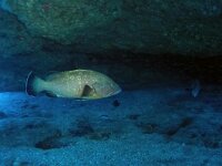 Epinephelus marginatus