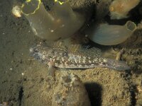 Gobius niger 4, Zwarte Grondel, Saxifraga-Eric Gibcus