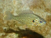 Lepomis gibbosus, Sunfish