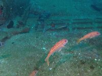 Mullus surmuletus 2, Mul, Saxifraga-Tom Heijnen