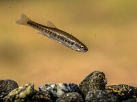 Eurasian minnow swimming in rocky creek  Eurasian minnow (Phoxinus phoxinus) is a small species of freshwater fish in the carp family Cyprinidae. Swimming in river with rocky bottom. : Eurasian, Netherlands, animal, aquatic, britain, british, carp, closeup, creek, cyprinidae, environment, eurasia, europe, family, fast, fauna, fish, fishing, flowing, france, french, fresh, freshwater, germany, habitat, live, living, macro, minnow, minnows, natural, nature, one, phoxinus, river, riverbed, single, slovenia, small, stone, submersed, summer, swim, swimming, uk, underwater, water, waterlife, wild, wildlife