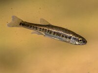 Eurasian minnow swimming in water of river  Eurasian minnow (Phoxinus phoxinus) is a small species of freshwater fish in the carp family Cyprinidae. Swimming in in water of river. : Eurasian, Netherlands, animal, aquatic, britain, british, carp, closeup, creek, cyprinidae, environment, eurasia, europe, family, fast, fauna, fish, fishing, flowing, france, french, fresh, freshwater, germany, habitat, live, living, macro, minnow, minnows, natural, nature, one, phoxinus, river, riverbed, single, slovenia, small, stone, submersed, summer, swim, swimming, uk, underwater, water, waterlife, wild, wildlife