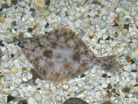 Pleuronectes platessa 5, Schol, Saxifraga-Foto Fitis- Sytske Dijksen