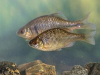 European bitterling fish natural environment  European bitterling (Rhodeus amarus) wild fish swimming underwater in natural environment on tranquil background. Netherlands, : acheilognathinae, amarus, animal, aqua, aquarium, aquatic, background, behaviour, bitterling, carp, ecology, endemic, environment, europe, european, european bitterling, fauna, fish, fishing, food, fresh, freshwater, green, hobby, lake, life, mollusc, mussel, nature, plant, pollution, pond, rhodeus, rhodeus amarus, river, scuba, sericeus, summer, swim, tank, temperate, tranquil, underwater, water, wild, wildlife