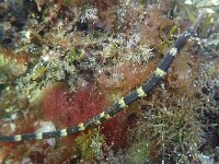 Syngnathus acus 5, Grote zeenaald, Saxifraga-Tom Heijnen