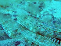 Synodus saurus 2, Leguaanvis, Saxifraga-Tom Heijnen