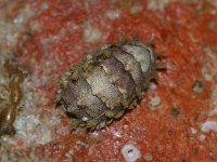Acanthochitona crinita 1, Kleine borstelkeverslak, Saxifraga-Foto Fitis-Sytske Dijksen