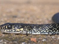 Coluber viridiflavus, Western Whip Snake