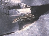 Gallotia galloti 2, Saxifraga-Edo van Uchelen