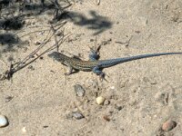 Acanthodactylus erythrurus 2, Saxifraga-Jan van der Straaten