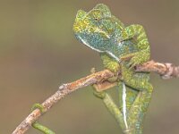 Chamaeleo africanus