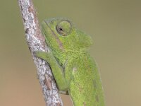 Close up of African chameleon on branch  Close up of African chameleon (Chamaeleo africanus) on branch with blurred background : African, Peloponnese, Peloponnesos, africa, africanus, afrikanus, algeria, animal, animals, branch, camouflage, chamaeleo, chamaeleonidae, chameleon, close-up, closeup, dragon, egypt, ethiopia, europe, eye, fauna, greece, green, herpetology, lizard, macro, mali, mauritania, nature, niger, nile, one, reptile, sahel, scale, senegal, slow, staring, sudan, textured, tropical, turquoise, vertebrate, wild, wildlife, zoology